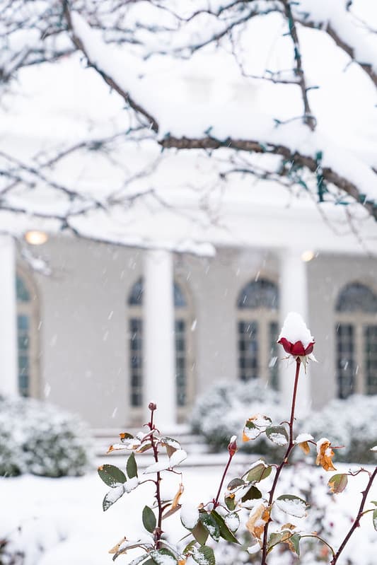 The White House Grounds Covered in Snow on January 13, 2019