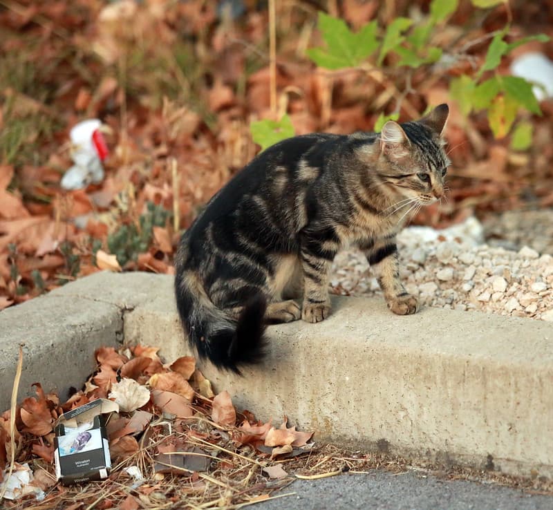 A stray cat