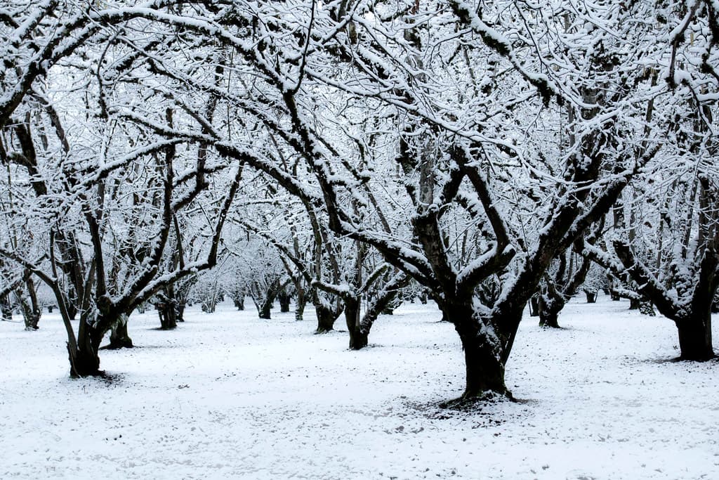 Hazelnut orchard in snow, Willamette Valley, Oregon