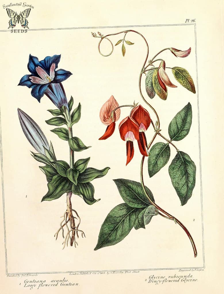 Thcentury, antique, blooms
