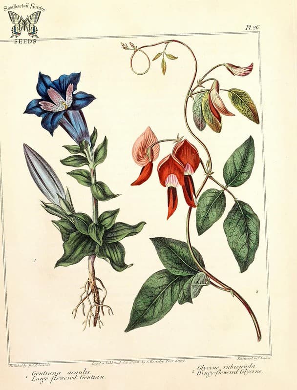 Thcentury, antique, blooms