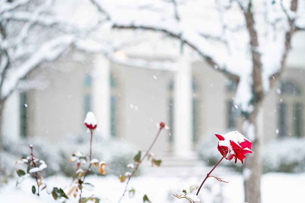 The White House Grounds Covered in Snow on January 13, 2019