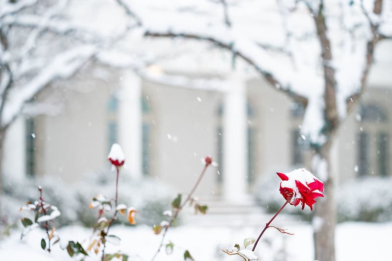 The White House Grounds Covered in Snow on January 13, 2019