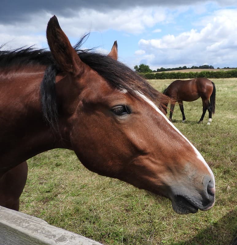 Horses