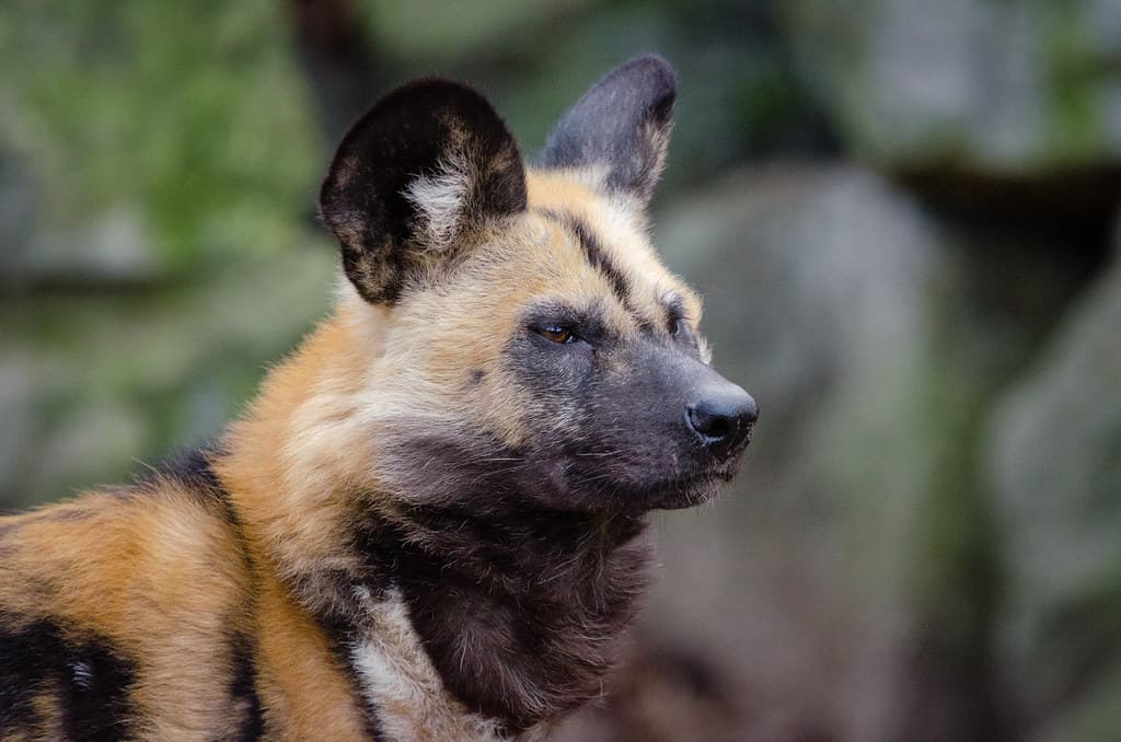 African wild dog