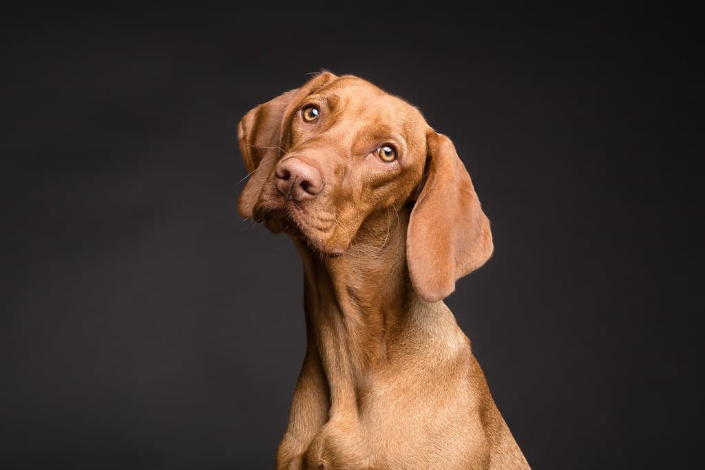 Dog sweet young