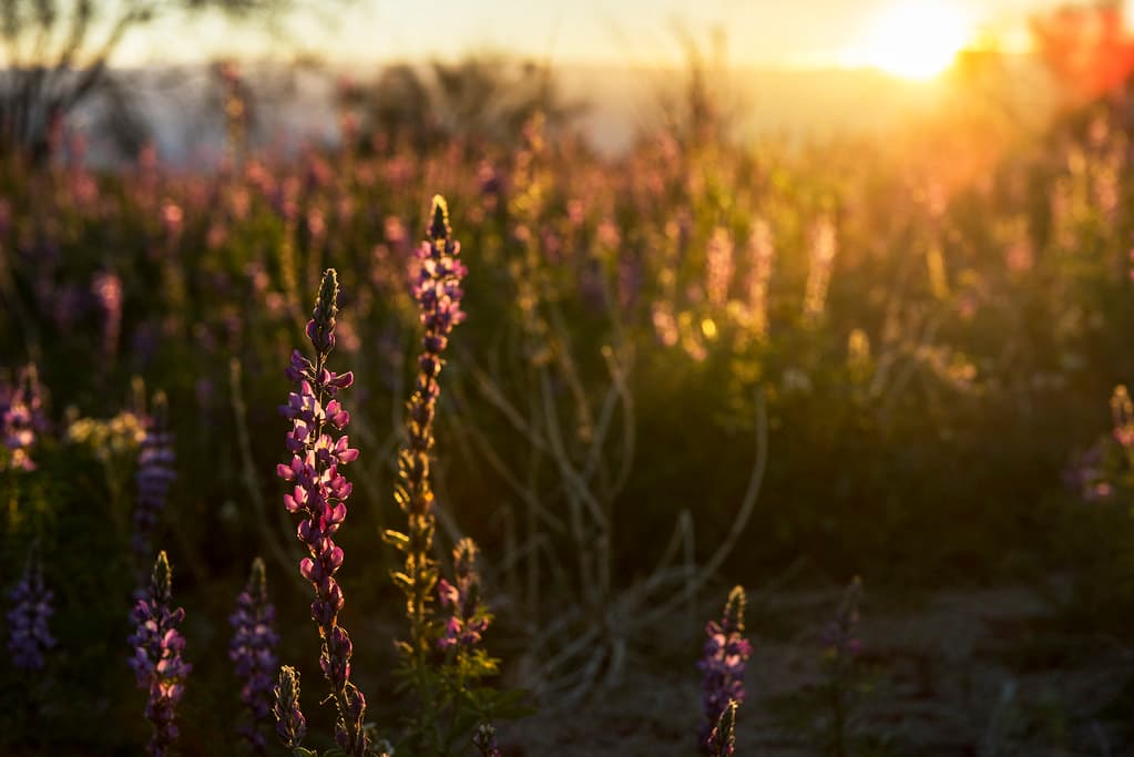 Arizona Lupine and Sunset