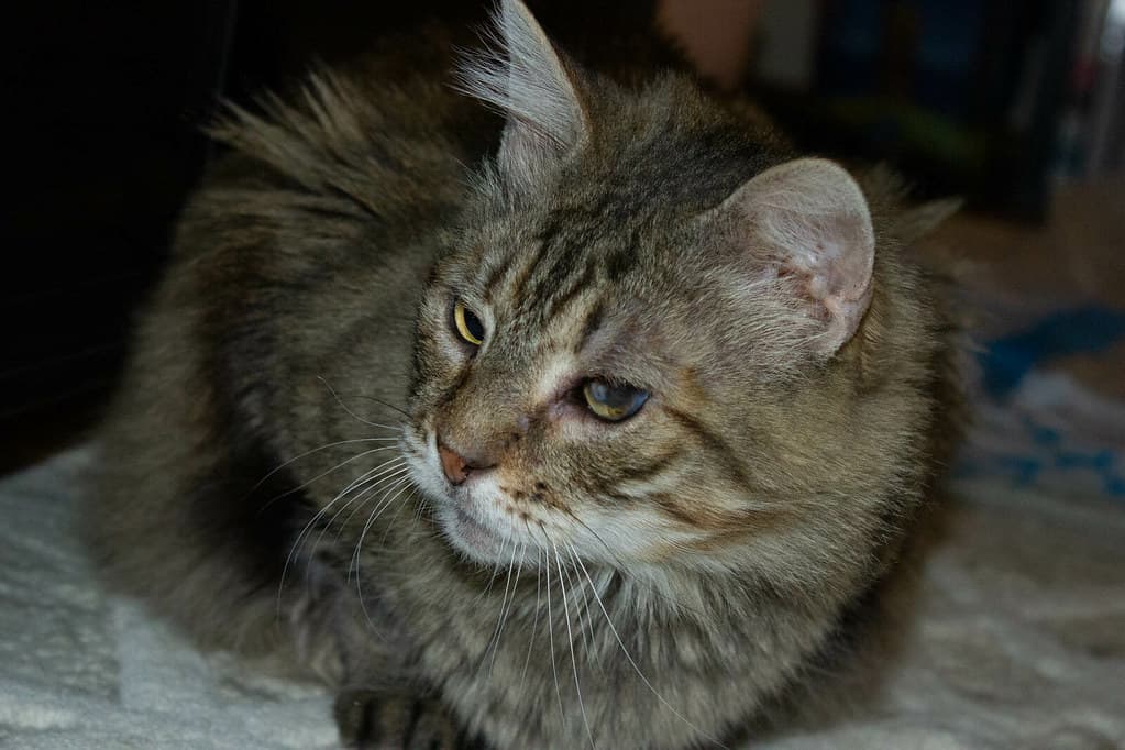 Frank the cat