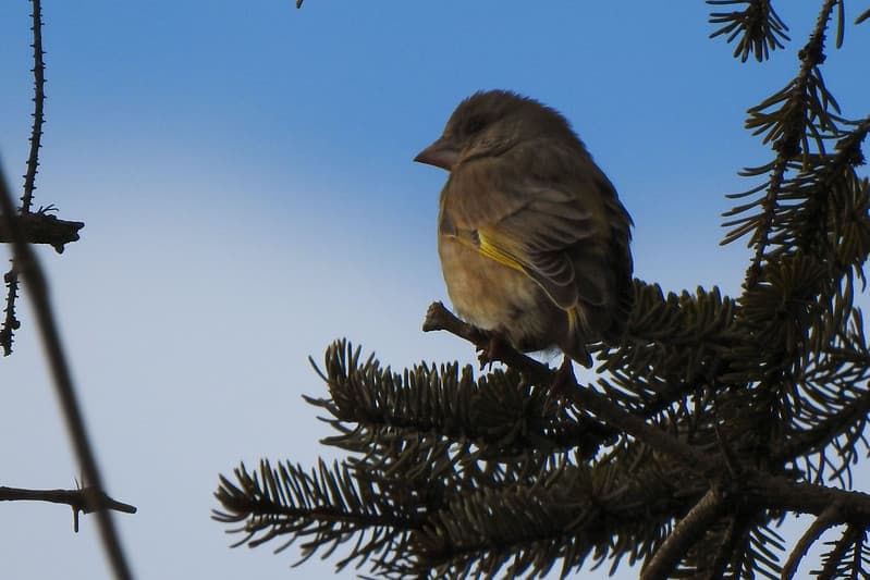 Autumn bird