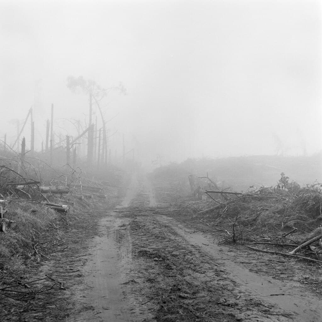 Forest road after the cleanup
