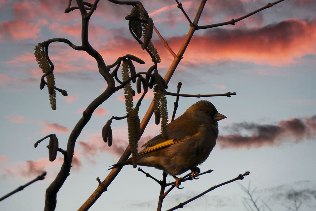 The early bird