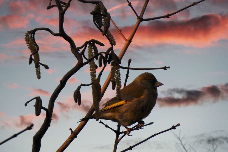 The early bird