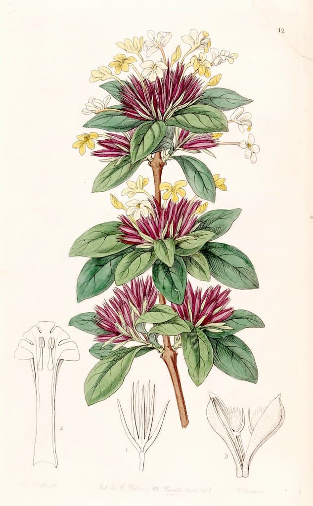 Small-flowered Lankesteria