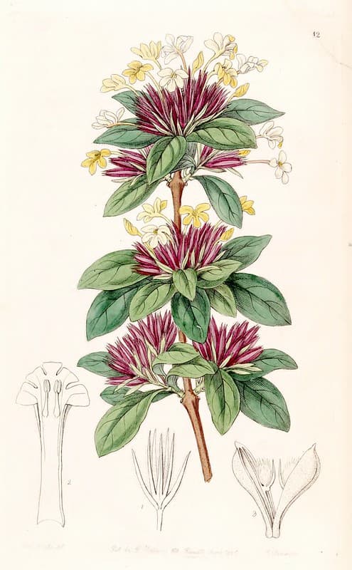 Small-flowered Lankesteria