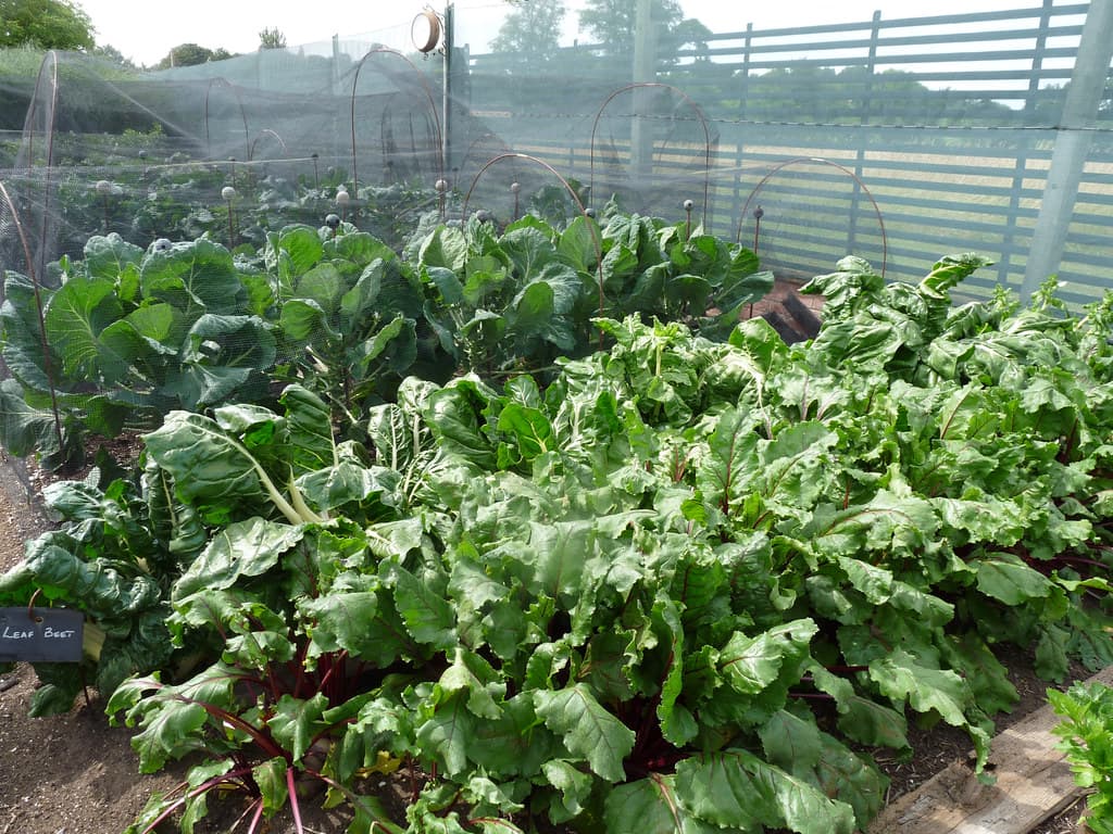 Lower Lovetts Farm organic kitchen garden (12)