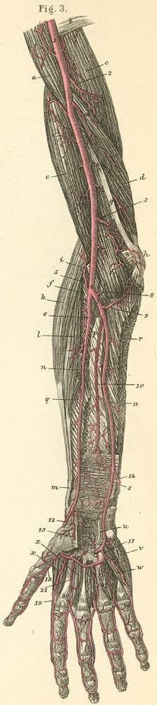 18-3 The deep arteries of the flexor surface of the arm and hand.