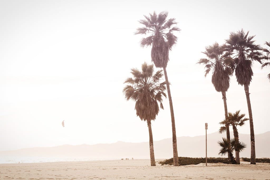 Palm Trees on Beach Near Ocean