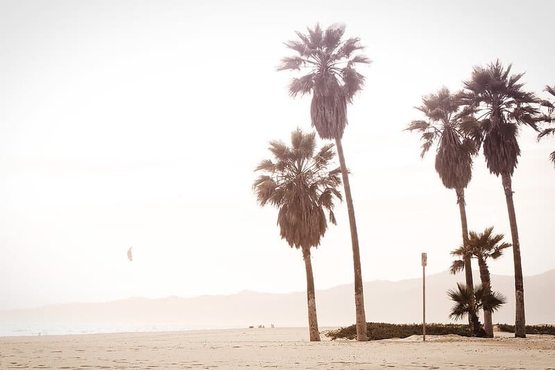 Palm Trees on Beach Near Ocean