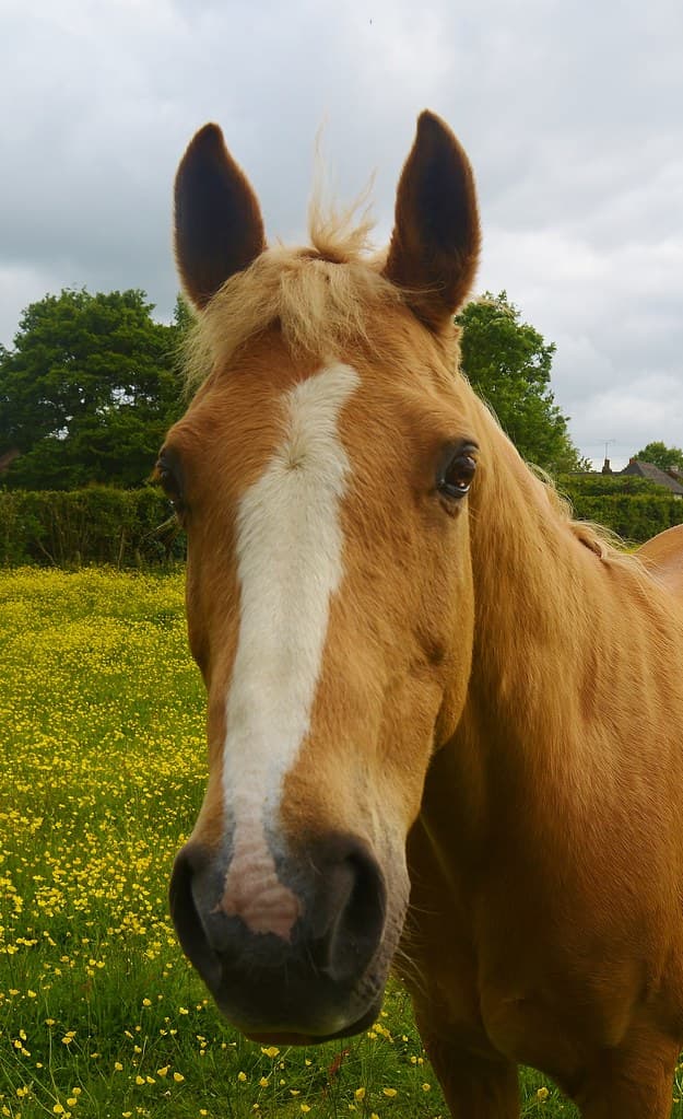 Horse, Stowting, Kent