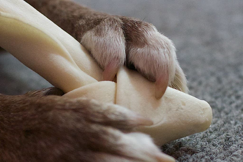 Dog Grip