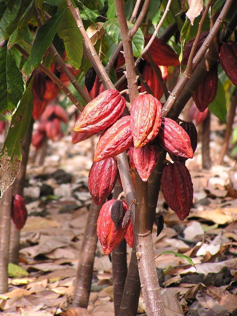 Cacao: fruit abortion