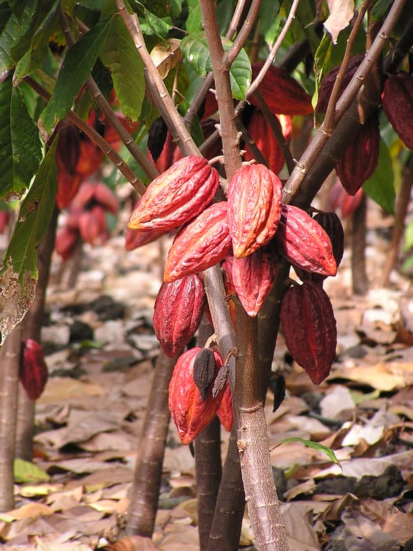 Cacao: fruit abortion