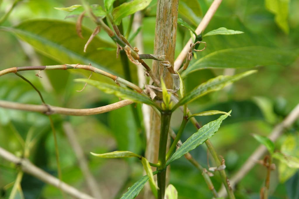 11 glyphosate herbicide injury coffee Coffea arabica