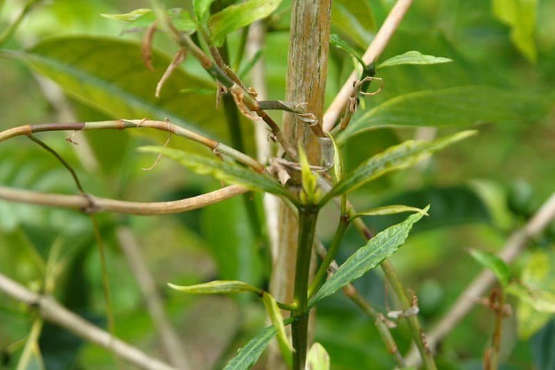 11 glyphosate herbicide injury coffee Coffea arabica