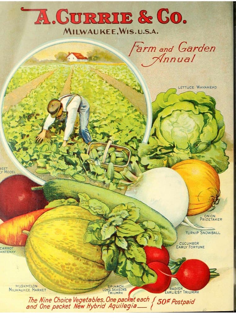 Vegetables, lettuce field. A. Currie & Company, 1919