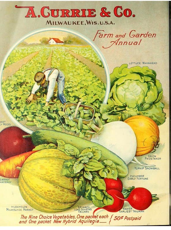 Vegetables, lettuce field. A. Currie & Company, 1919