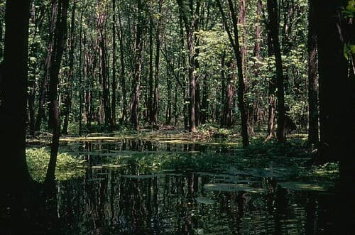 Forested wetlands