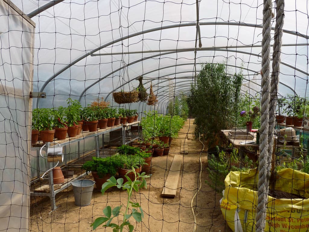 Polytunnel, Lower Lovetts Farm organic kitchen garden