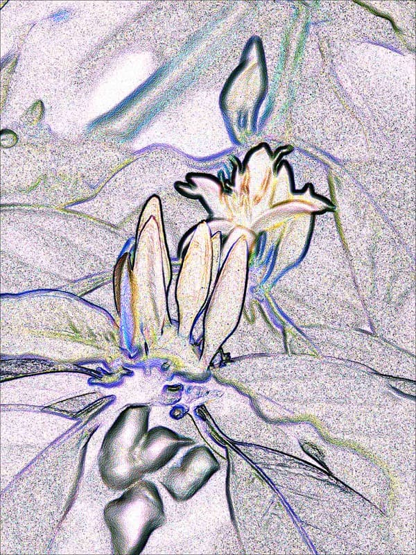 Coffee-flower-2