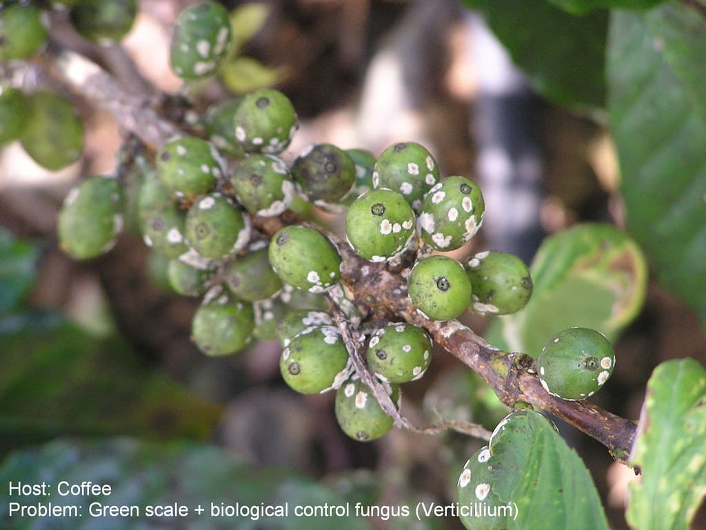 Coffee scale biological control