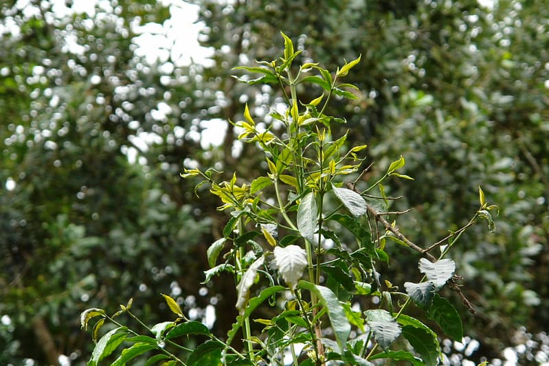 6 glyphosate herbicide injury coffee Coffea arabica