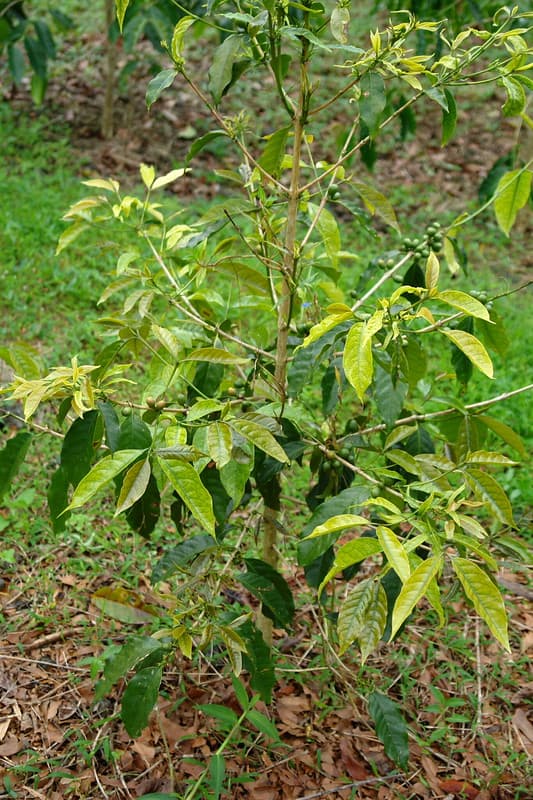 14 glyphosate herbicide injury coffee Coffea arabica