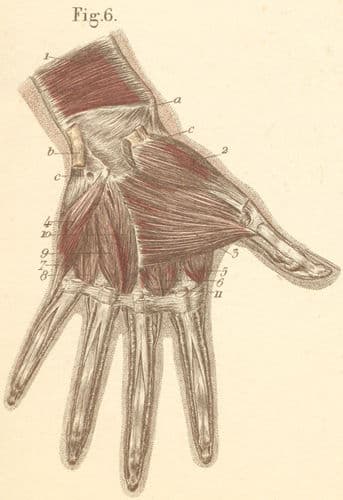 13-6 The left palmar deep hand muscles.