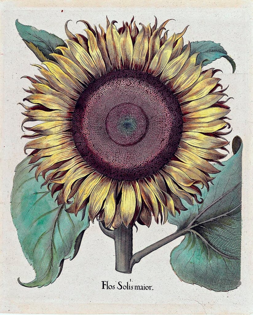 Sunflower (1640)