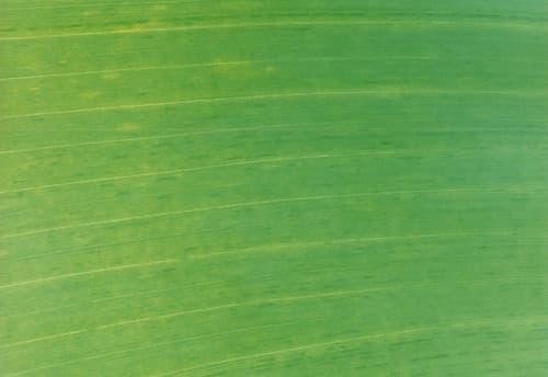 Leaf blade with morse code 2