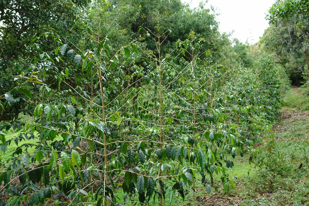 7 glyphosate herbicide injury coffee Coffea arabica