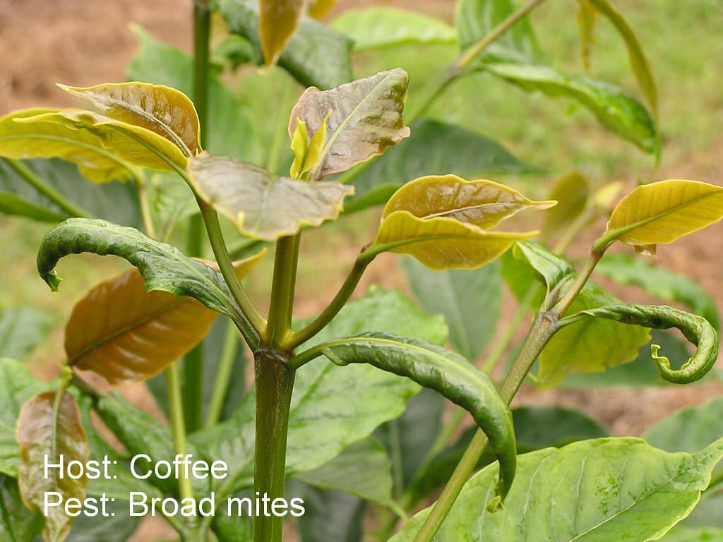 Coffee broad mites