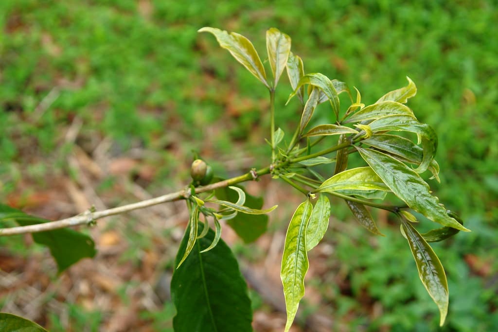10 glyphosate herbicide injury coffee Coffea arabica