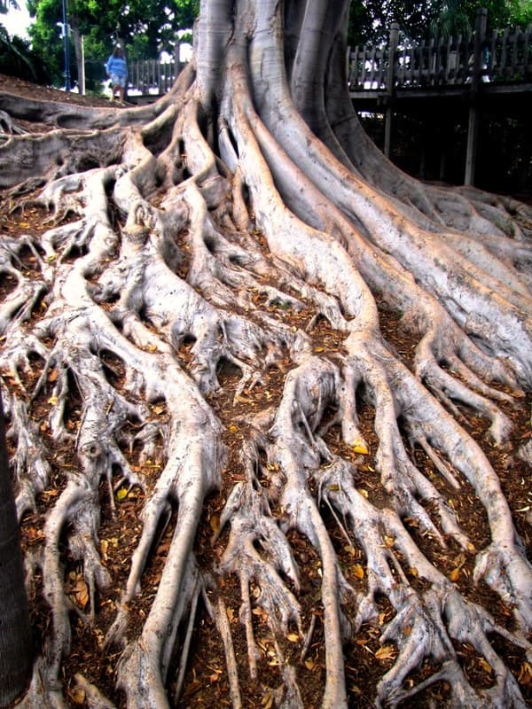 Banyan Tree Roots