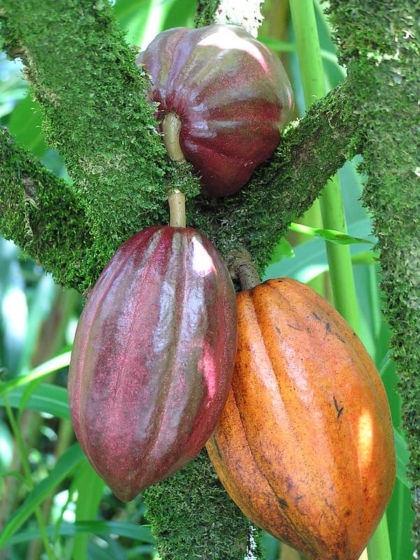 Cacao: moss on stems due to moist environment