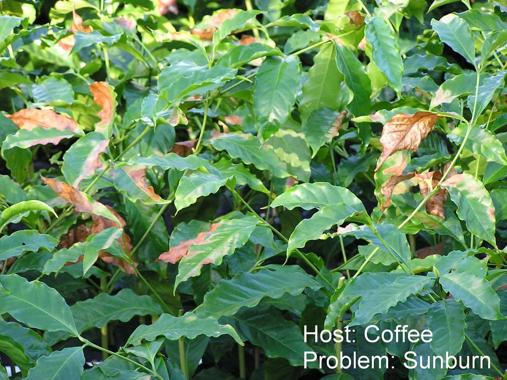 Coffee sunburn
