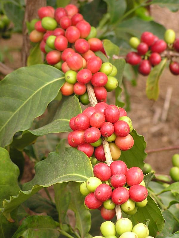 Coffee cherries