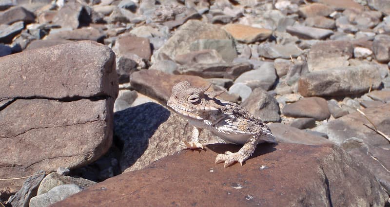 Desert horned lizard (Phrynosoma platyrhinos)