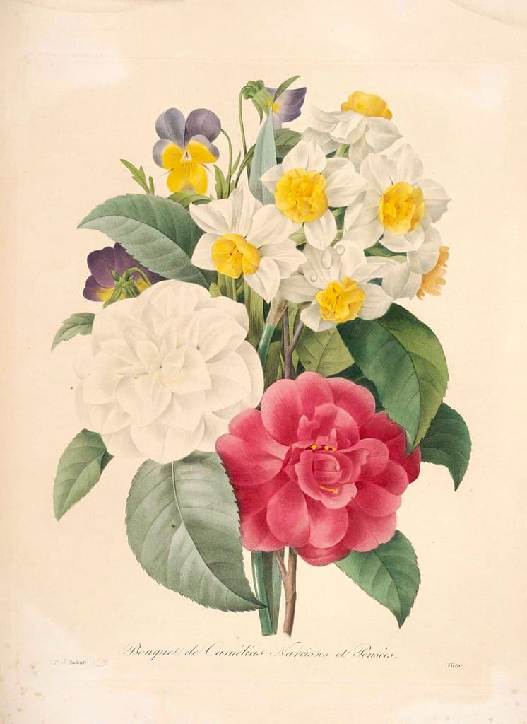 Botanical, botany, illustration