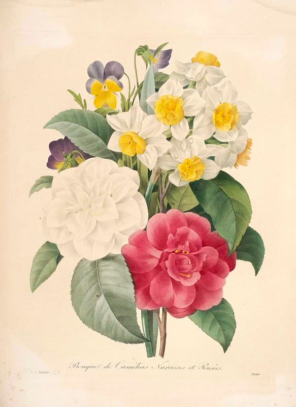 Botanical, botany, illustration