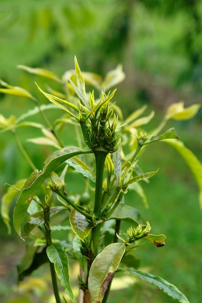 8 glyphosate herbicide injury coffee Coffea arabica